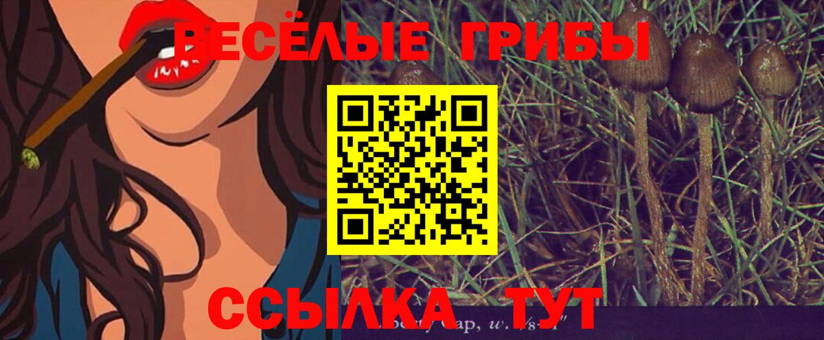 Галлюциногенные грибы Psilocybe  купить наркотики сайты  Балтийск  Вход с VPN 